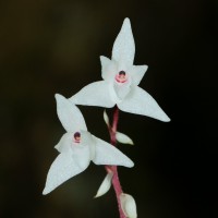 Pinalia bicolor (Lindl.) Kuntze